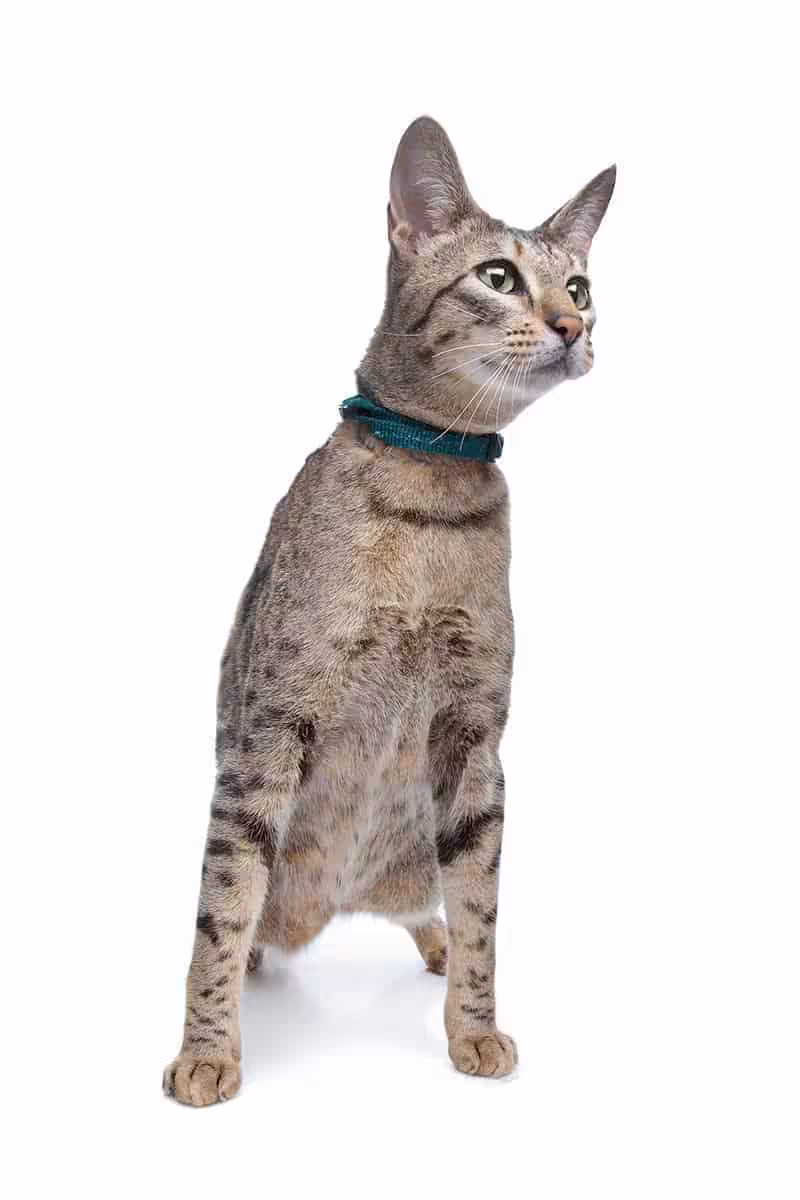 Kot savannah pielęgnacja Kot savannah pielęgnacja
