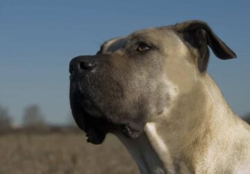Dog kanaryjski