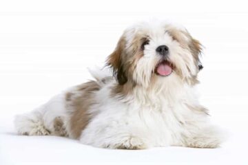 Lhasa apso