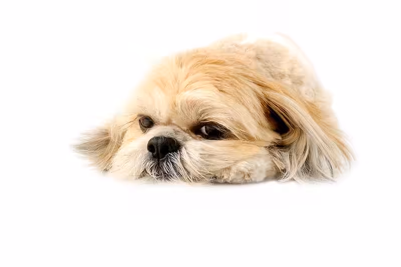 Lhasa apso choroby