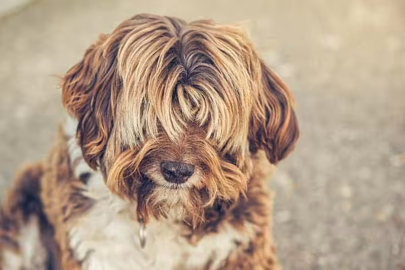 Lhasa apso pielęgnacja