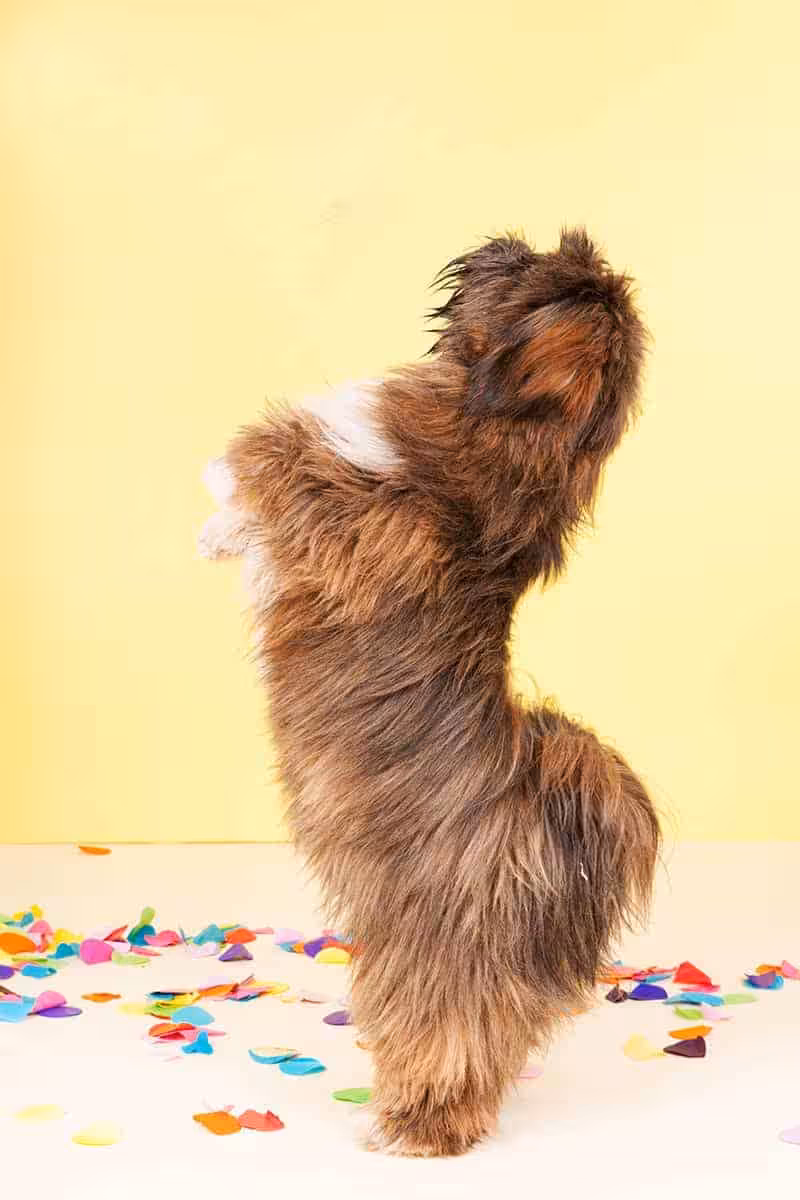 Lhasa apso usposobienie