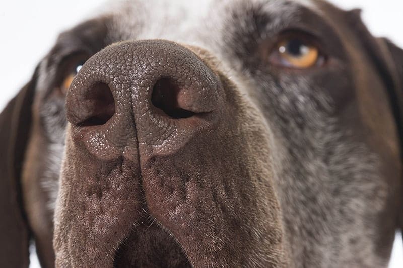 Dlaczego nos psa jest zimny i mokry?