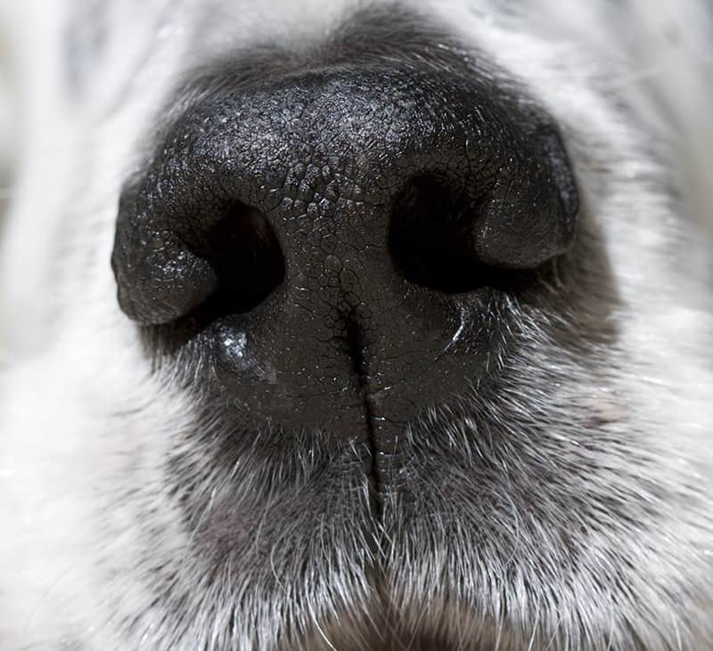 Z czego wynika mit suchego nosa u psa?