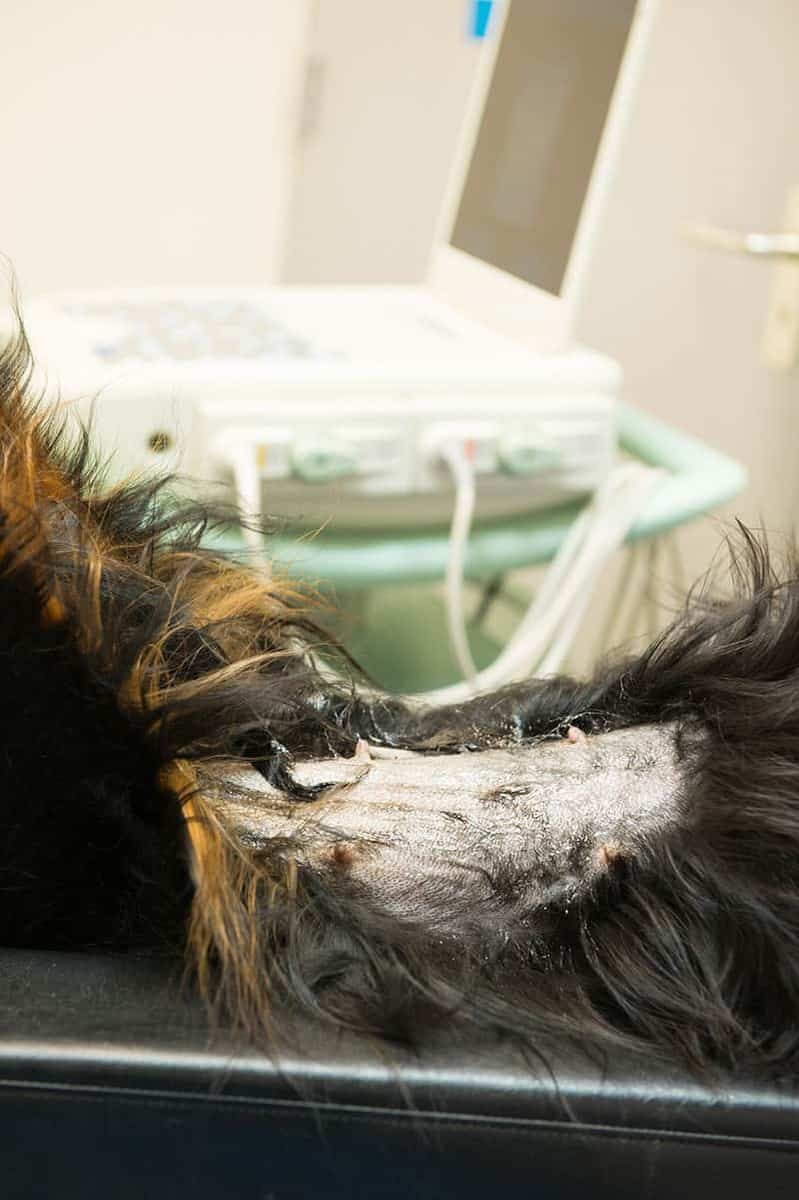 Jak rozpoznać raka skóry u psa?
