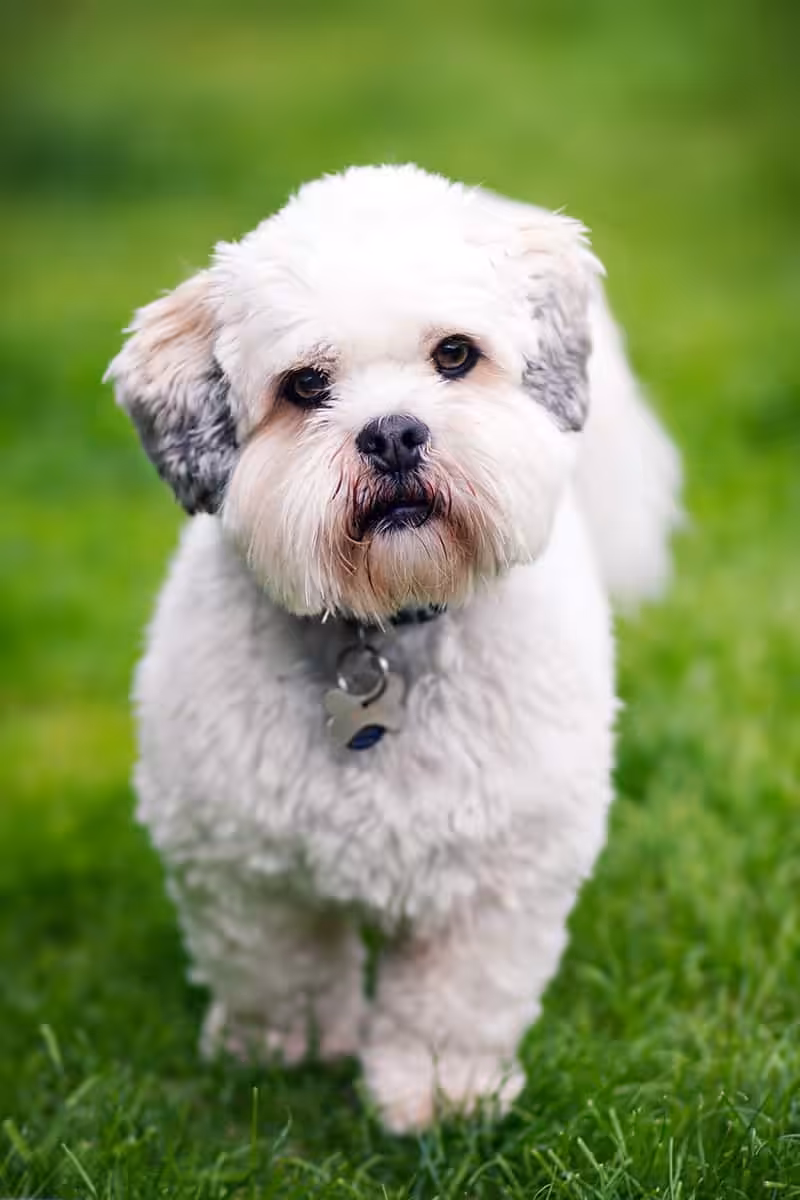 Lhasa apso wygląd