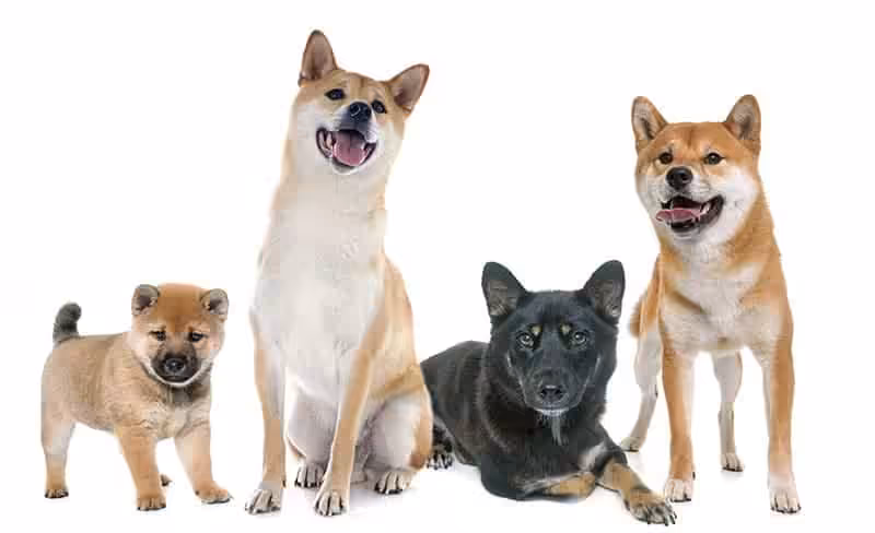 Shiba inu opis rasy