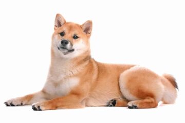 Shiba inu
