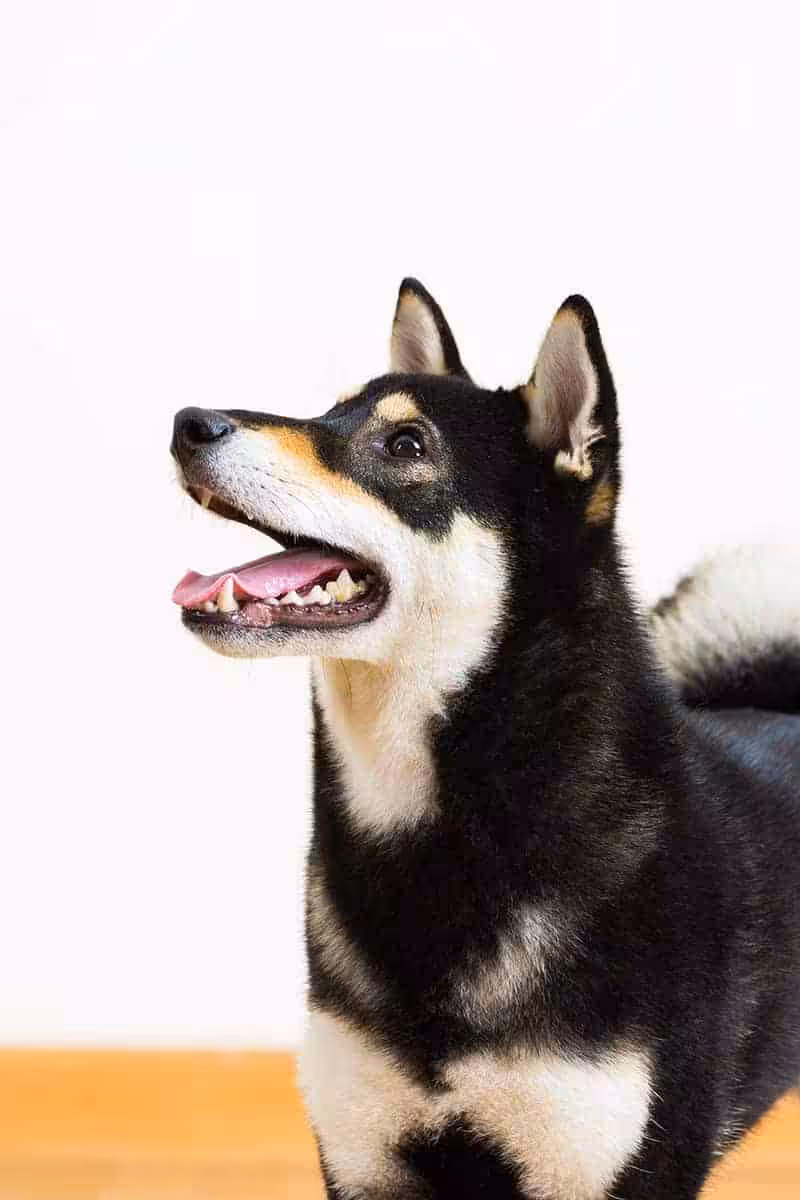 Shiba inu pielęgnacja