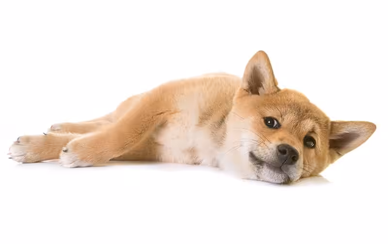 Shiba inu choroby