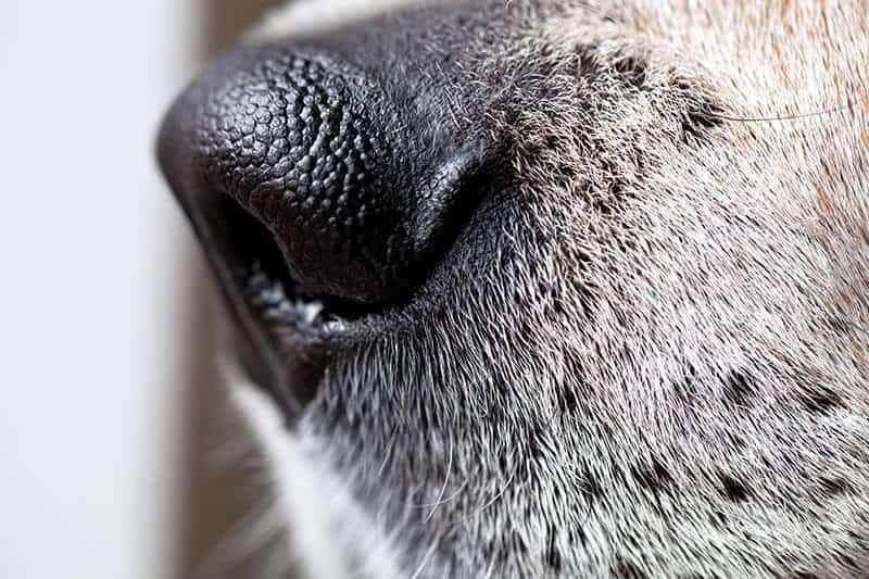 Nos psa ciepły czy zimny?