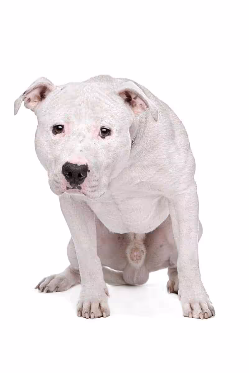 Buldog amerykański umaszczenie