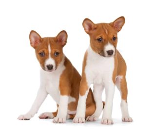 Basenji