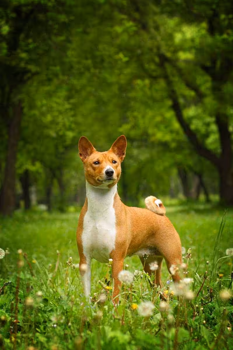 Basenji choroby Basenji choroby