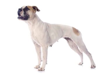 Buldog amerykański