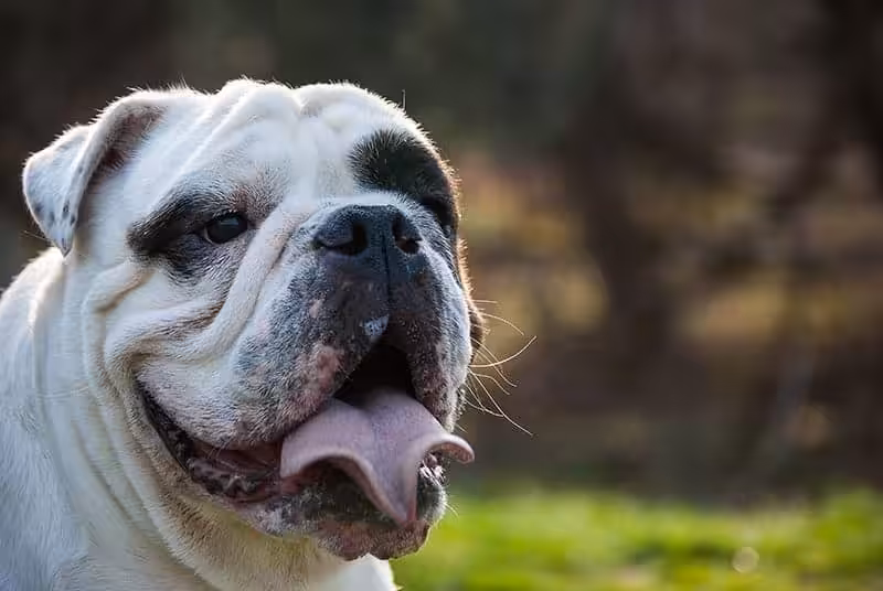 Amerykański buldog opis rasy