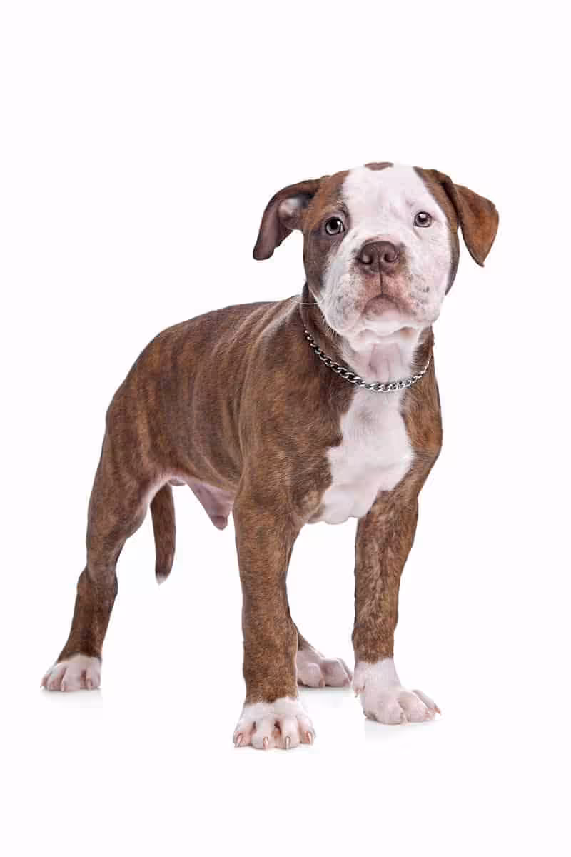 Buldog amerykański szczeniak