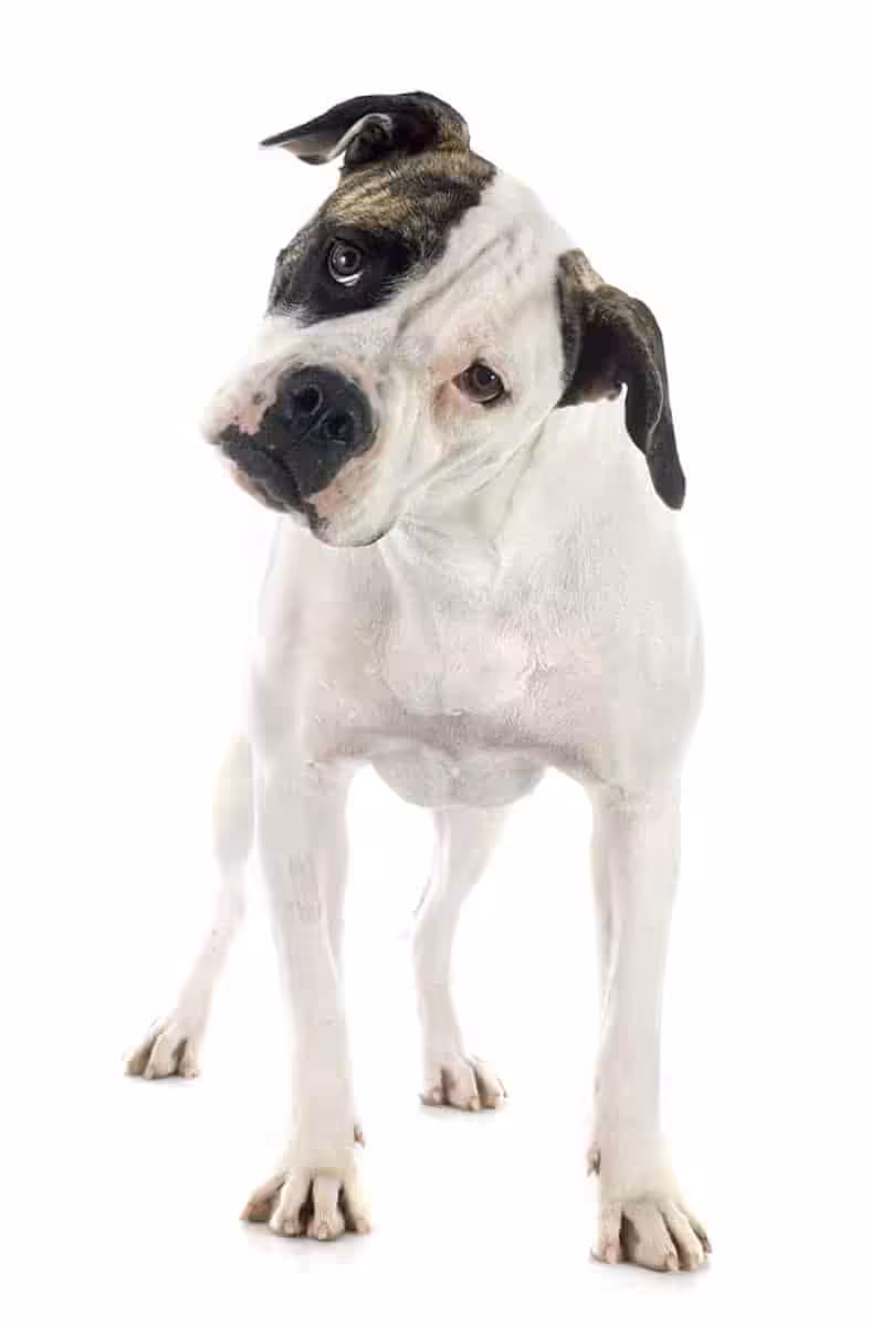 Buldog amerykański pielęgnacja