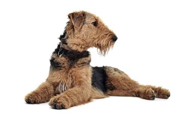 Airedale terrier