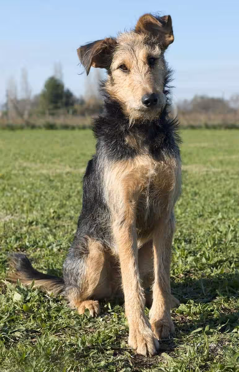 Airedale terrier charakter