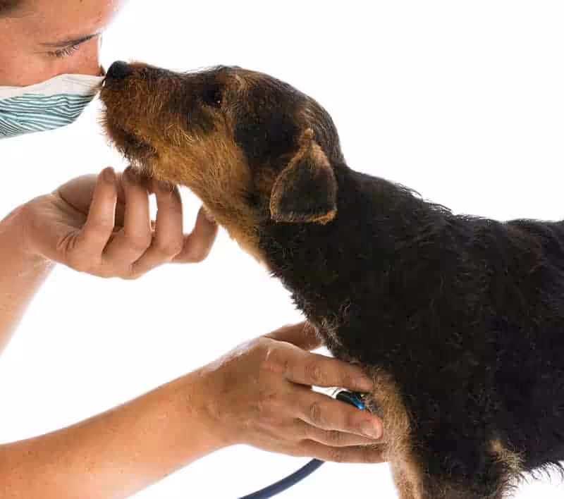 Airedale terrier choroby