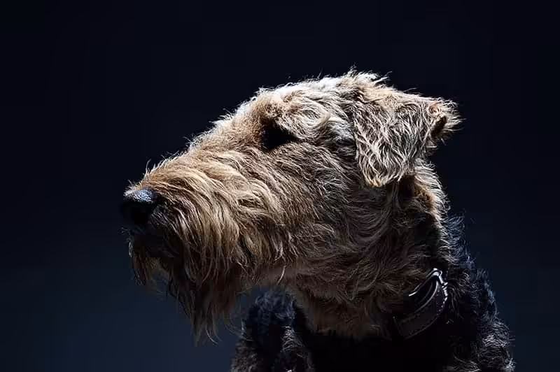 Airedale terrier usposobienie