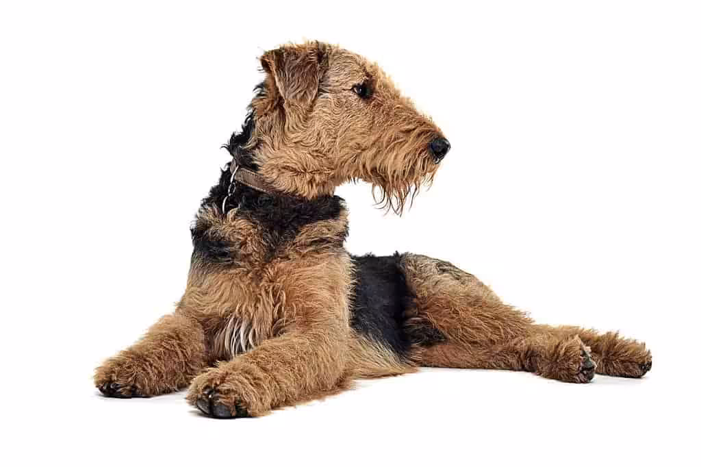 Airedale terrier