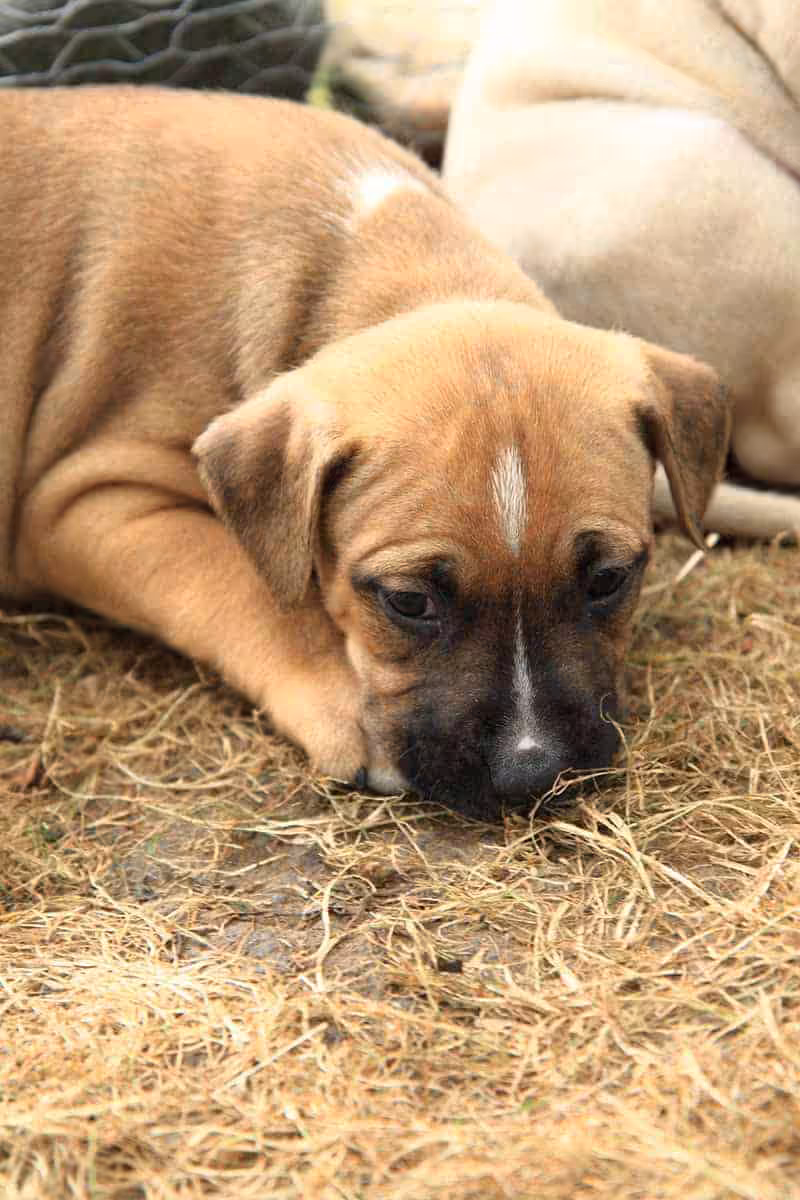 Amerykański pitbulterier wygląd Amerykański pitbulterier wygląd