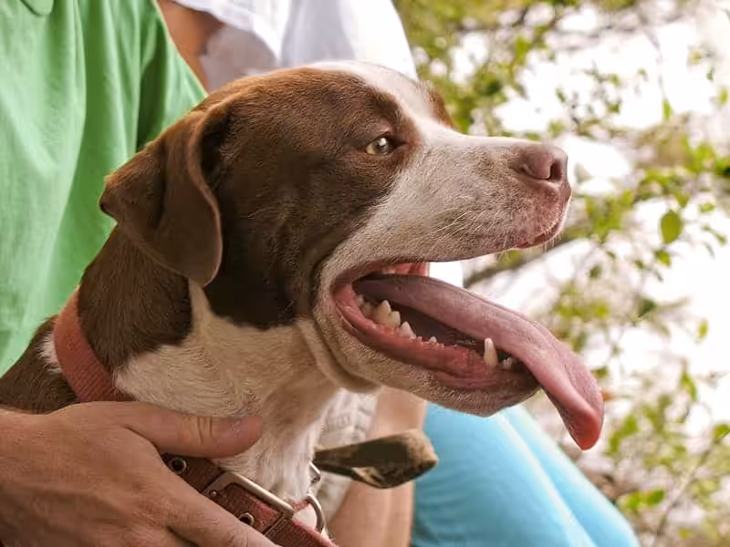 Amerykański Pit Bull Terrier