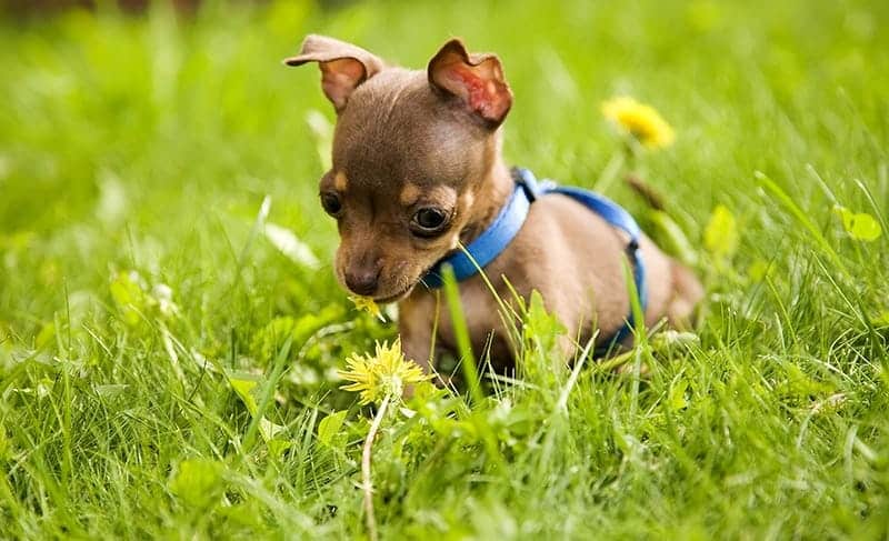 Dlaczego pies je trawe?