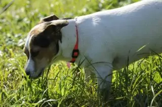 Pies je trawę