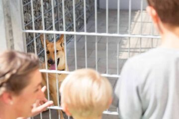 Adopcja psa