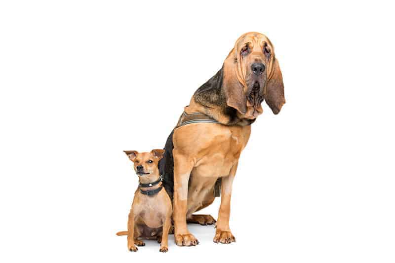 Bloodhound charakter
