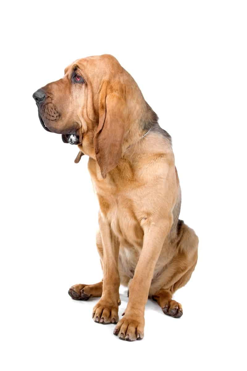 Bloodhound choroby