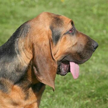 Bloodhound opis rasy