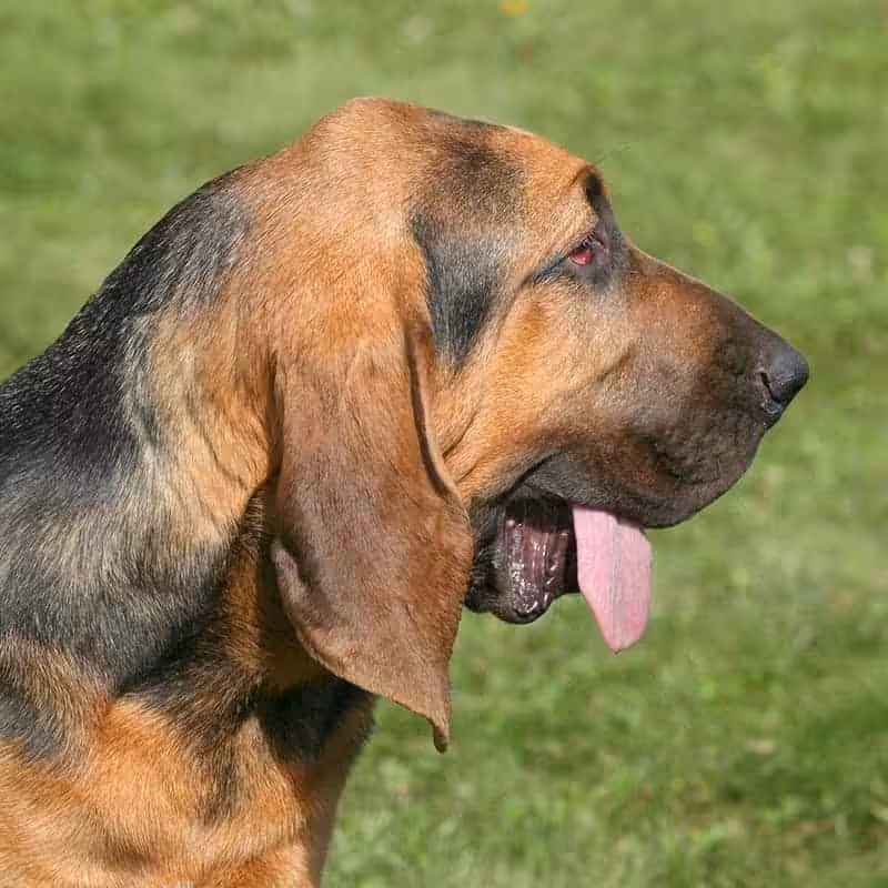Bloodhound opis rasy