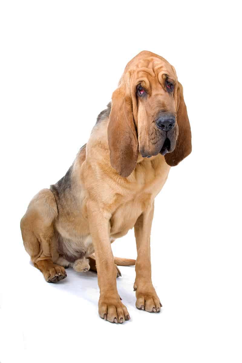 Bloodhound wygląd