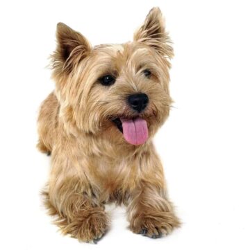 Cairn terrier