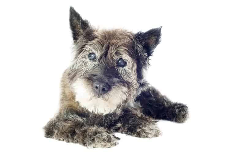 Cairn terrier choroby