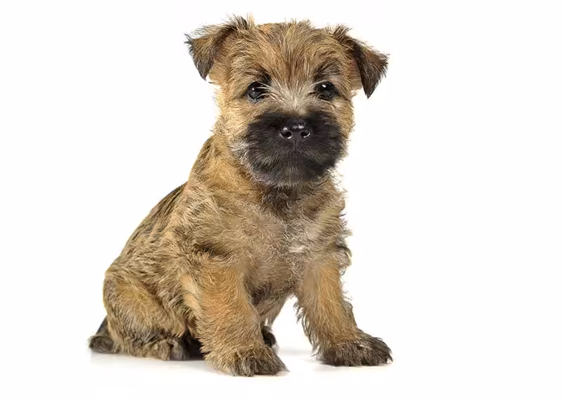 Cairn terrier wygląd Cairn terrier wygląd