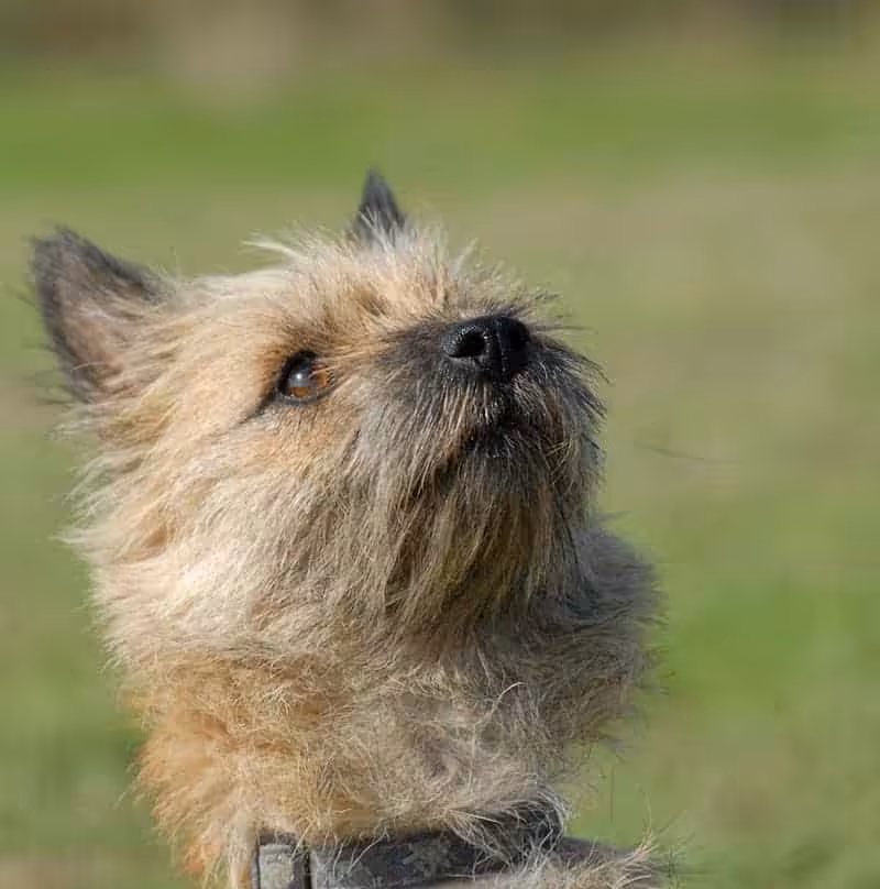 Cairn terrier pielęgnacja Cairn terrier pielęgnacja