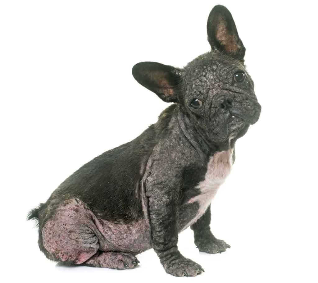 Choroby skóry u psa: zdjęcie psa z nużycą
