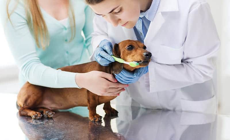 Jak wybrać preparat do higieny jamy ustnej psa i kota