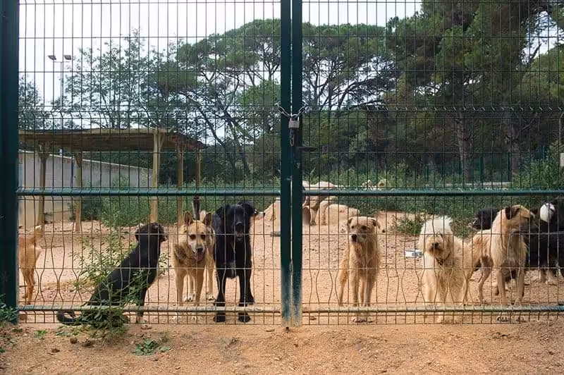Jak wygląda i ile trwa adopcja psa ze schroniska?