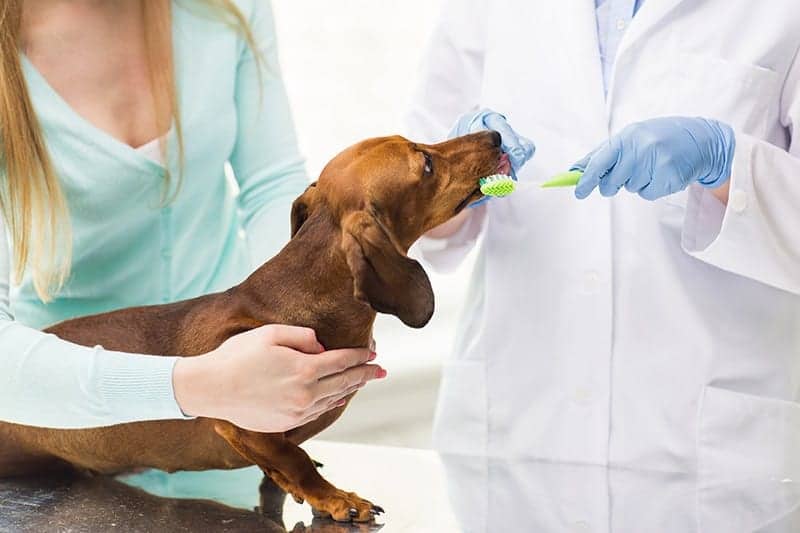 Preparaty i akcesoria do pielęgnacji jamy ustnej dla psa i kota