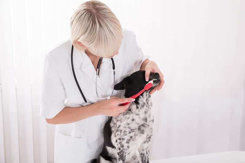 Opieka stomatologiczna u psa i kota