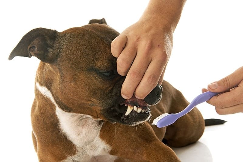 Jak czyścić zęby u psa krok po kroku?