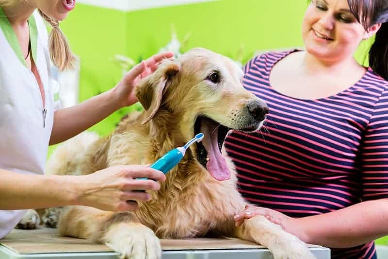 Ultradźwiękowa szczoteczka do zębów dla psa