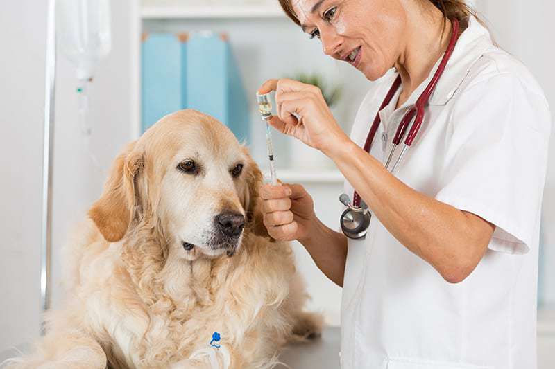 Ostra niewydolność nerek u psa leczenie