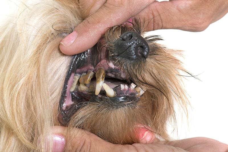 Dlaczego psu usuwa się zęby?